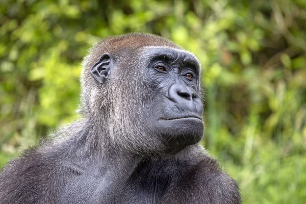 strong female gorilla portrait in natural habitat