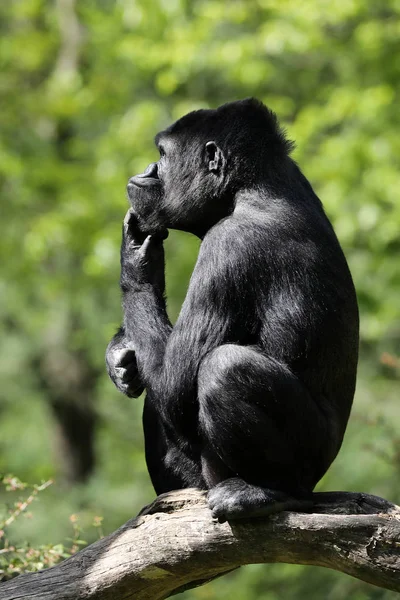 Starkes Gorillaweibchen Natürlichen Lebensraum — Stockfoto