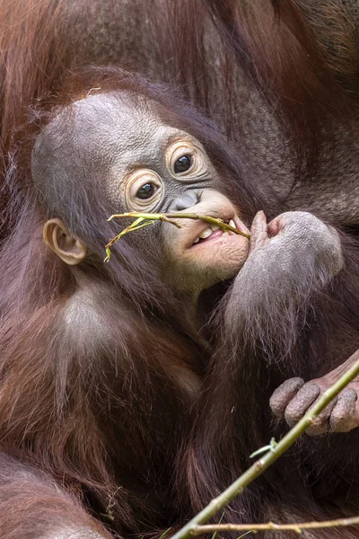 Retrato de cerca de un bebé Orang utan — Foto de Stock