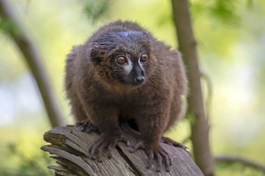 Kırmızı karınlı Lemur