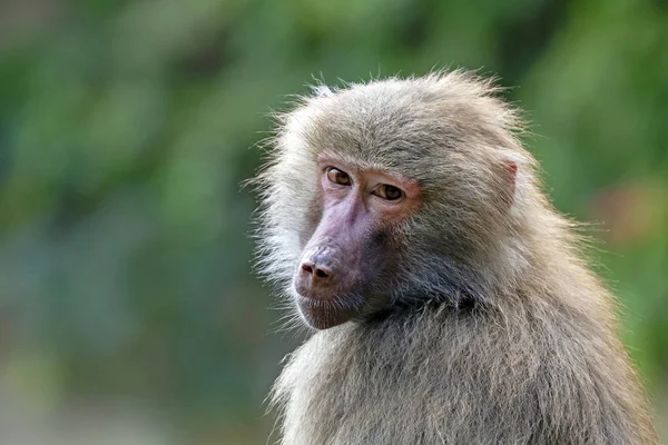 Hamadryas 원숭이 — 스톡 사진