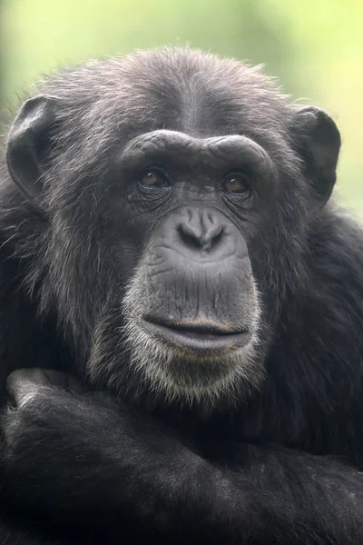 Csimpánz Állat Közelről — Stock Fotó