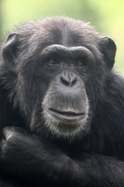 Chimpanzé Animal Perto — Fotografia de Stock