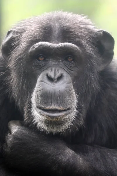Chimpanzee Djur Närbild — Stockfoto