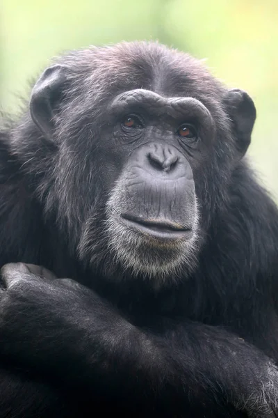 Chimpanzé Animal Perto — Fotografia de Stock