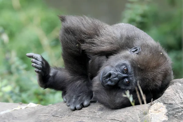 Young gorilla in nature habitat — Stock Photo, Image