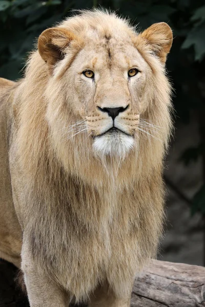 Grande leão na selva — Fotografia de Stock