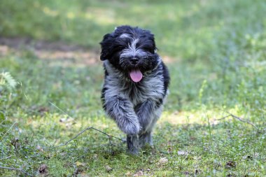 komik sevimli kabarık köpek açık havada çalışan