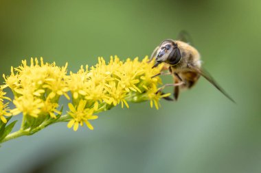 çiçek böcek yakın