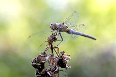 çiçek yusufçuk yakın