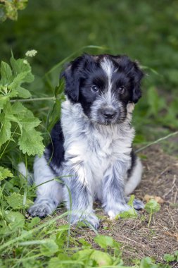 komik sevimli kabarık köpek açık havada
