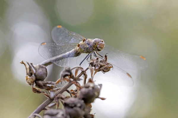 Close Dragonfly Flower — Stock Photo, Image