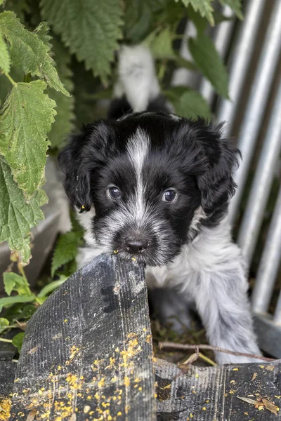 Divertente Simpatico Cane Soffice All Aperto — Foto Stock