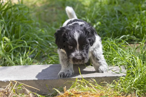 Divertente Simpatico Cane Soffice All Aperto — Foto Stock