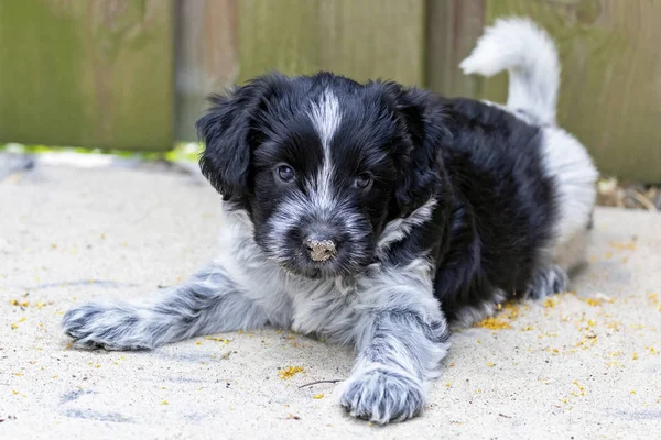 Rolig Söt Fluffiga Hund Utomhus — Stockfoto