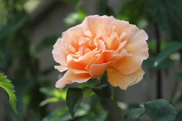 Закрыть Вид Красивую Апельсиновую Розу — стоковое фото