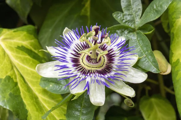 Close View Beautiful Violet Passiflora Flower — Stock Photo, Image