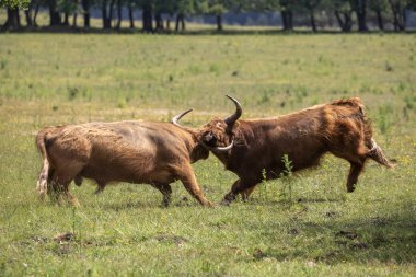 Ormandaki İskoç Higlander 