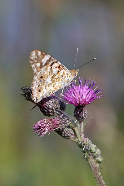 Primer Plano Mariposa Flor —  Fotos de Stock