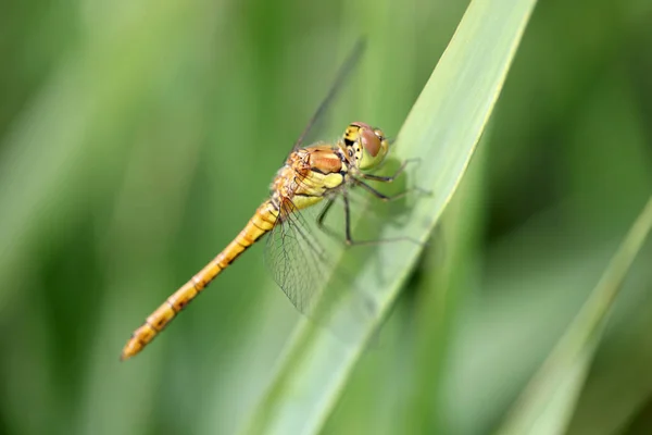 Gros Plan Une Libellule Sur Feuille — Photo