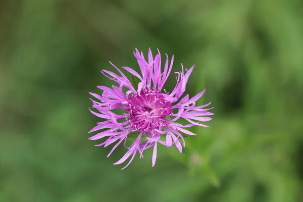 Närbild Vacker Vild Blomma — Stockfoto