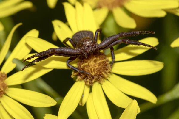Primer Plano Una Araña Thomisidae Flor —  Fotos de Stock