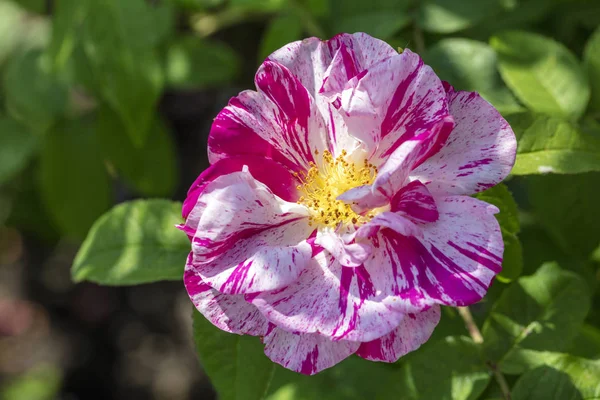 Nahaufnahme Der Schönen Blume — Stockfoto