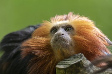 Ağaçtaki altın başlı aslan tamarin maymununa yaklaş. 