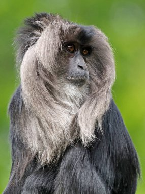 doğada vahşi Macaca silenus yakın çekim fotoğraf