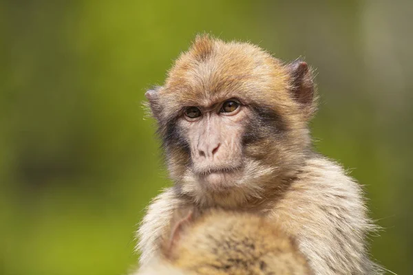 Macaco Macaco Bárbaro Fundo Close — Fotografia de Stock