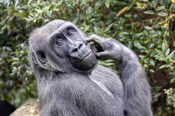 gorilla portrait in natural habitat