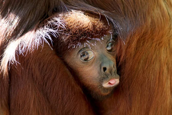 Rosso Ululatore Scimmia Bambino — Foto Stock