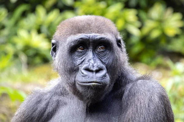 Egy Fiatal Gorilla Portré Természetes Élőhelyükön — Stock Fotó