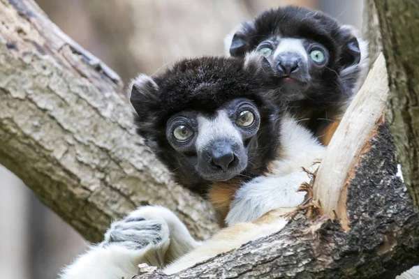 Sifaka Couronné Sur Fond Gros Plan — Photo