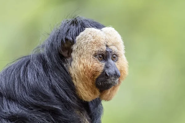 Vista Perto Macaco Rosto Branco — Fotografia de Stock