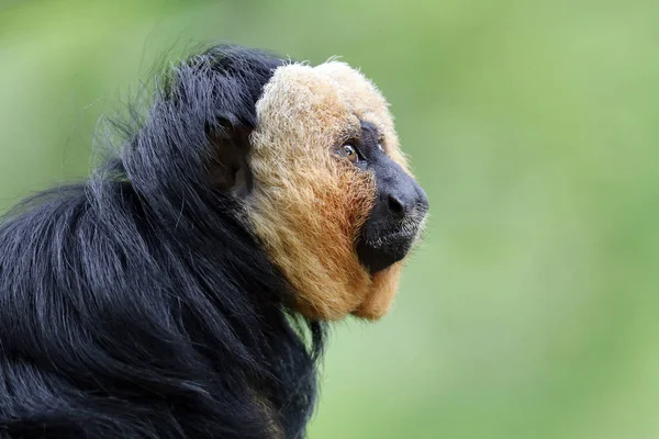 Vista Perto Macaco Rosto Branco — Fotografia de Stock