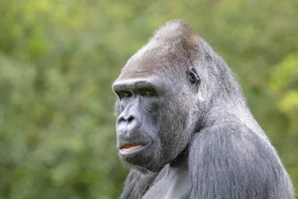 Silverback Gorilla Portré Természetes Élőhely — Stock Fotó