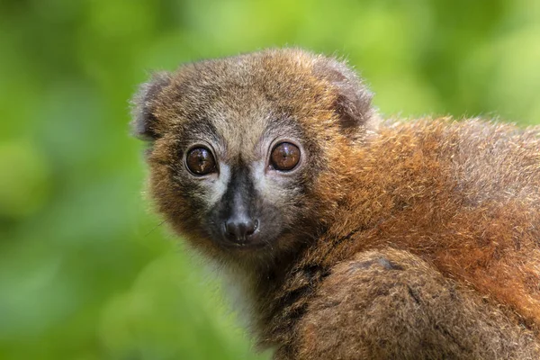 Rode Bellied Maki Natuurlijke Habitat — Stockfoto