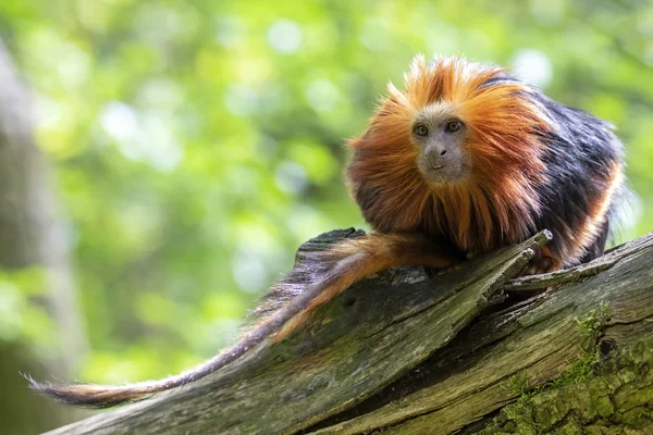 Tamarin Lion Images Libres De Droit Photos De Tamarin Lion Depositphotos Tamarin Lion Images Libres De Droit Photos De Tamarin Lion Depositphotos