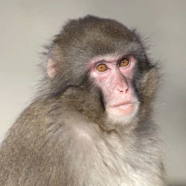 Młody Japoński Macaque Tle Zbliżenie — Zdjęcie stockowe