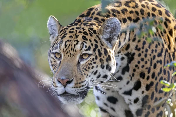 Retrato Close Jaguar Sobre Fundo Borrado — Fotografia de Stock