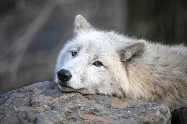 白いオオカミ美しい景色 — ストック写真