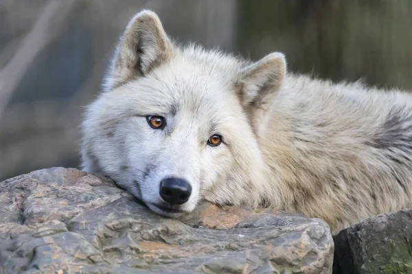 White Hudson Bay Wolf Prachtig Uitzicht — Stockfoto