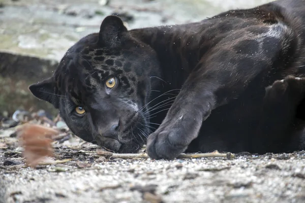 Młody Czarny Jaguar Portret — Zdjęcie stockowe