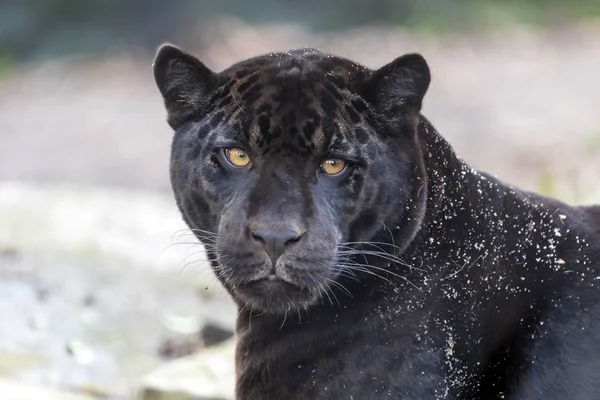 Young Black Jaguar Portrait — Stock Photo, Image