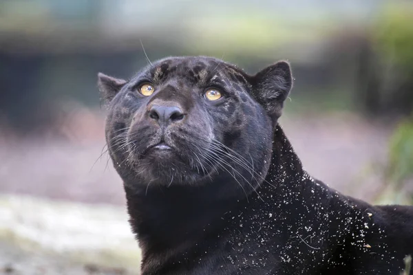 Young black jaguar portrait