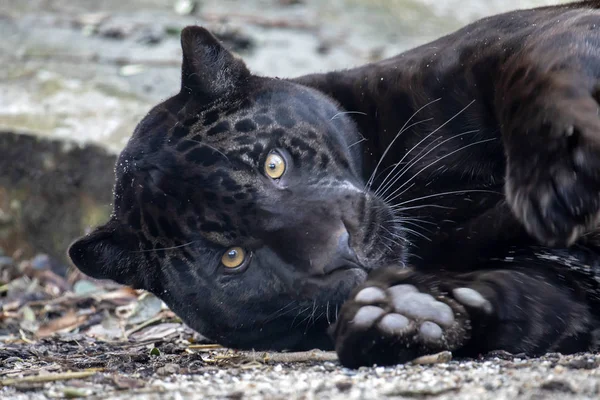 Junger Schwarzer Jaguar — Stockfoto
