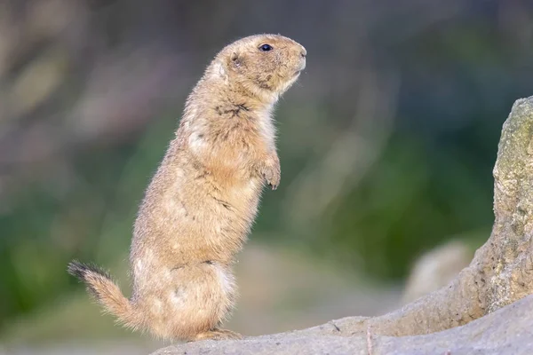 Nahaufnahme Eines Präriehundes Der Natur — Stockfoto