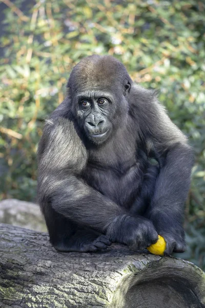 Une Jeune Gorille Femelle Gros Plan — Photo