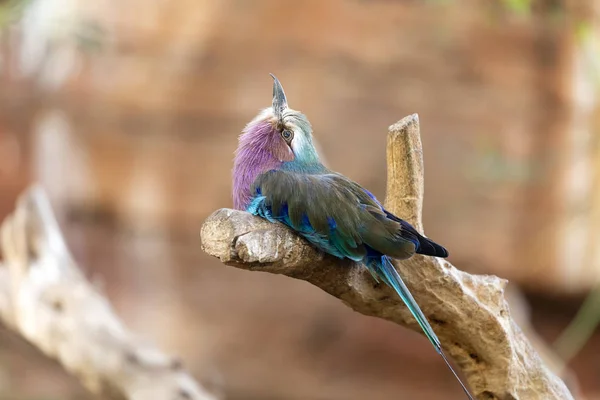 Lilac Breasted Roller Background Close — Stock Photo, Image